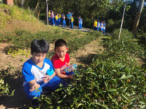 永和山茶場巡禮