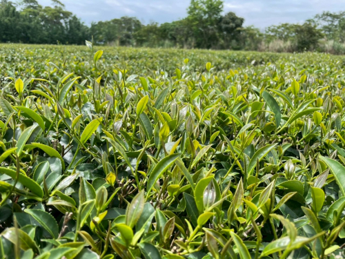 美栗茶鄉