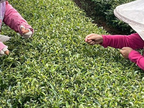美栗茶鄉
