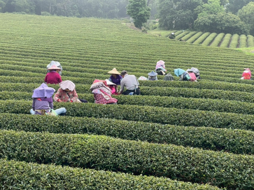 美栗茶鄉