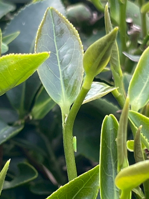 美栗茶鄉