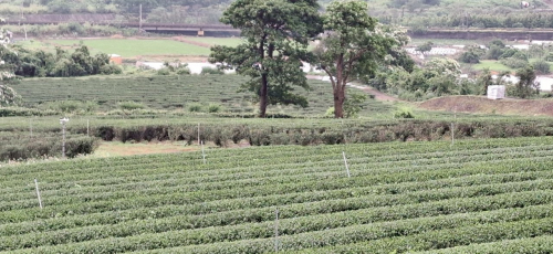 美栗茶鄉