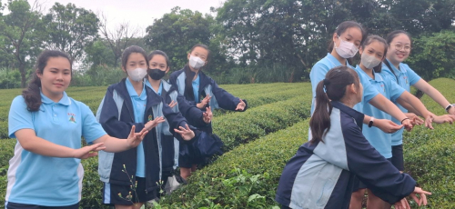 找茶趣