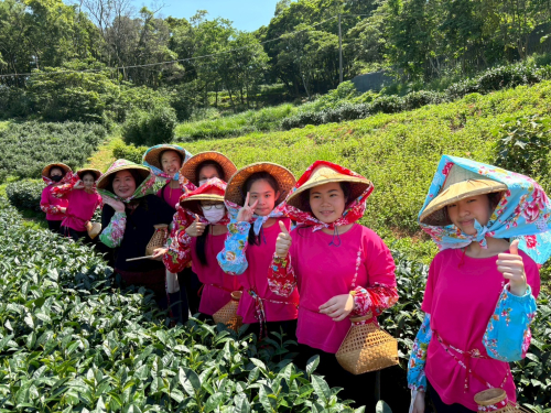 採茶姑娘真有趣