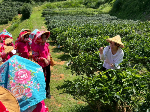 採茶姑娘真有趣