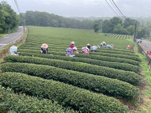 八甲逛茶園