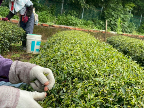 八甲逛茶園