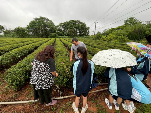 八甲逛茶園