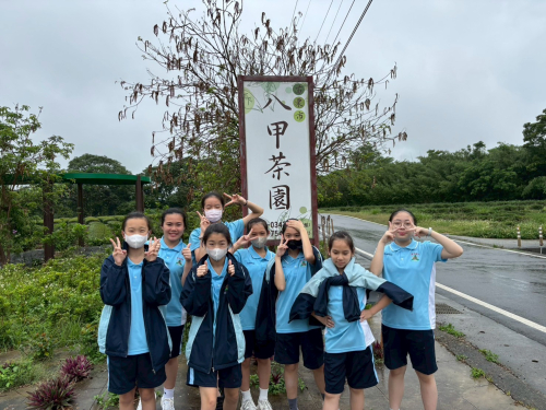 八甲逛茶園
