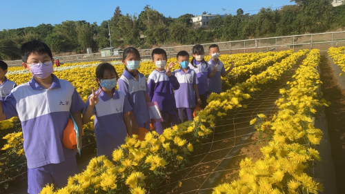 杭菊栽種