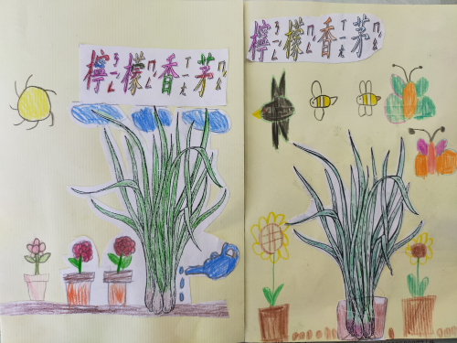 藥草名片書