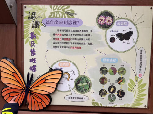 溫內紅樹林