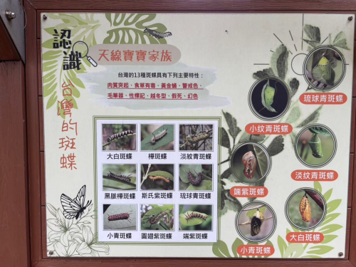 溫內紅樹林