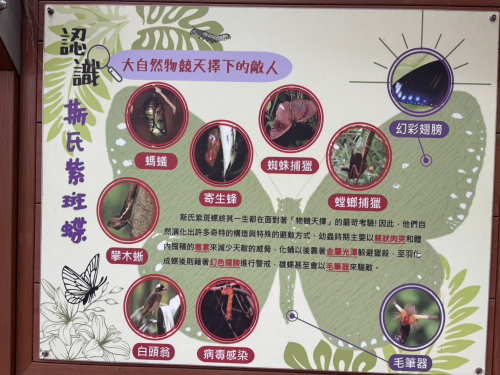 溫內紅樹林