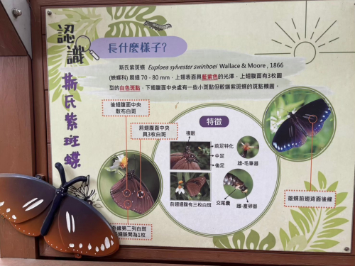 溫內紅樹林