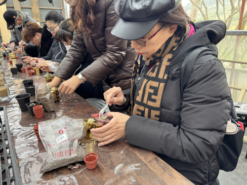 教師多肉植物擺盆及種植研習