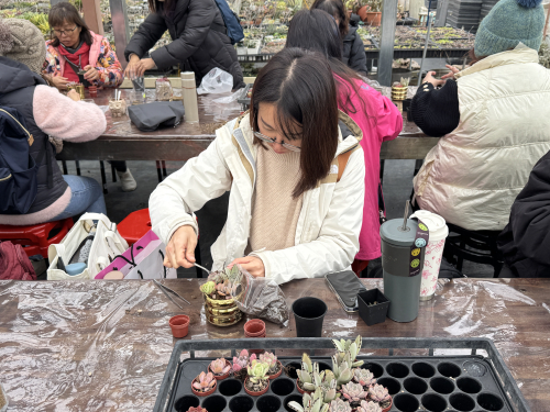 教師多肉植物擺盆及種植研習
